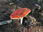 Légyölő galóca (Amanita muscaria), Őrség